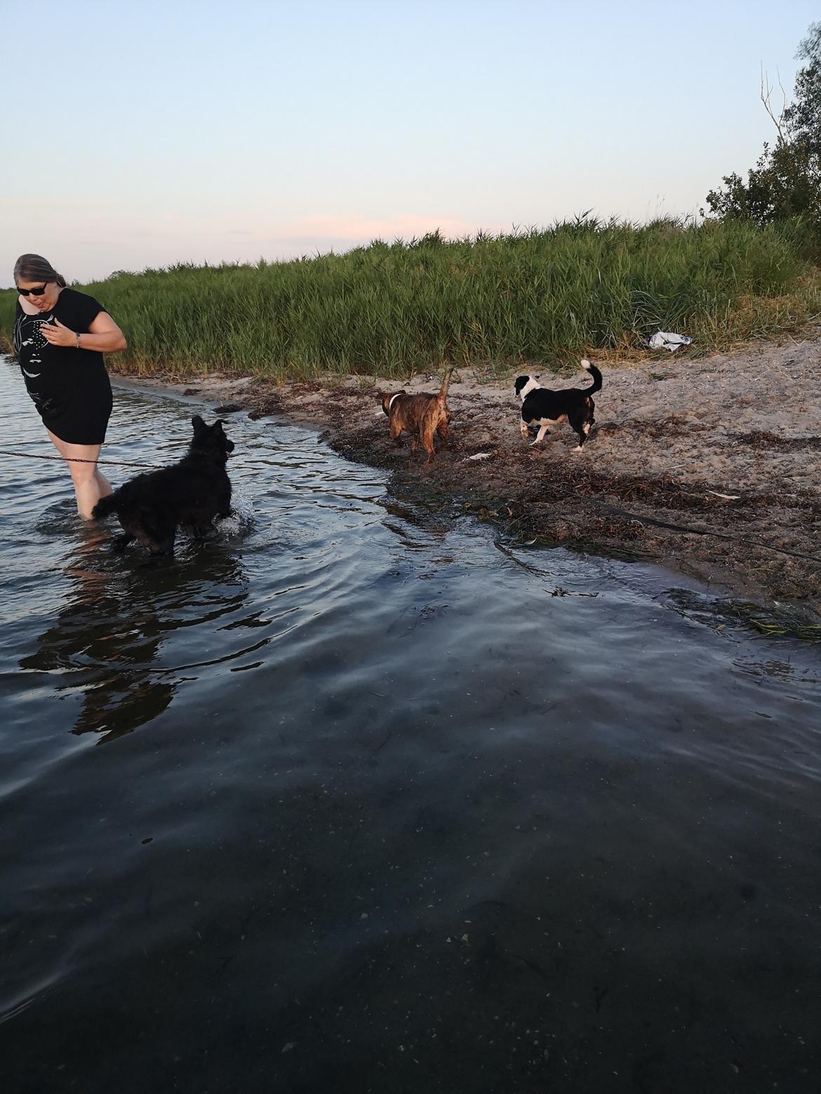 Blanding af racer Laika  billede 8