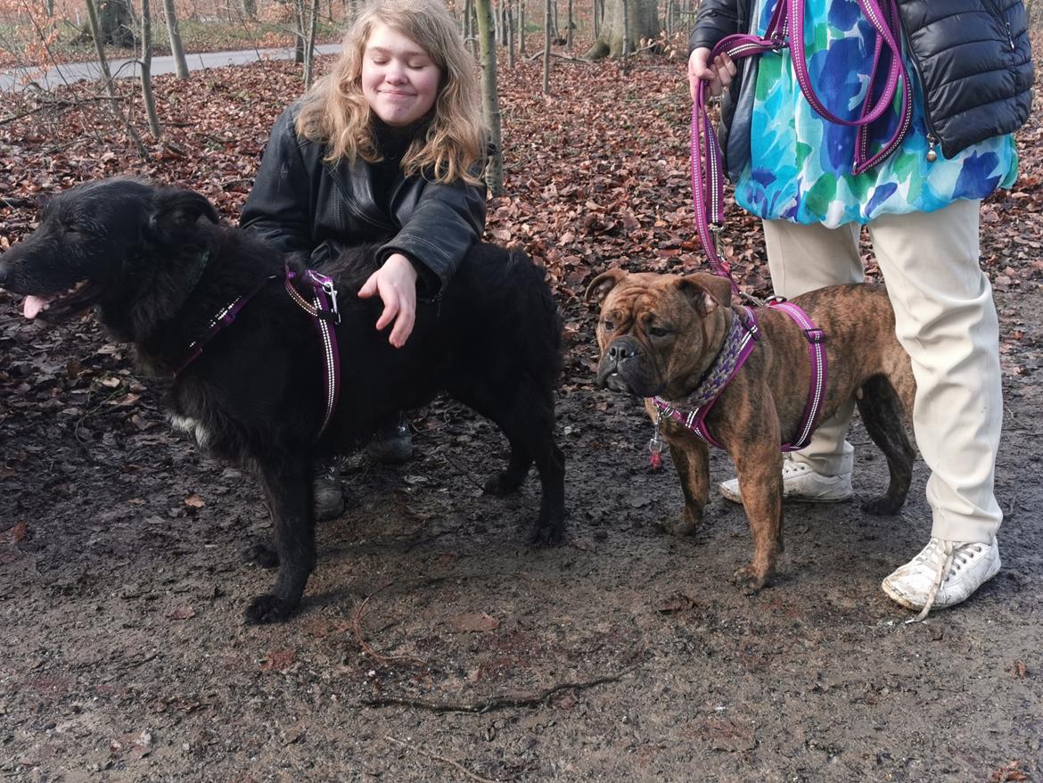 Blanding af racer Laika  billede 11