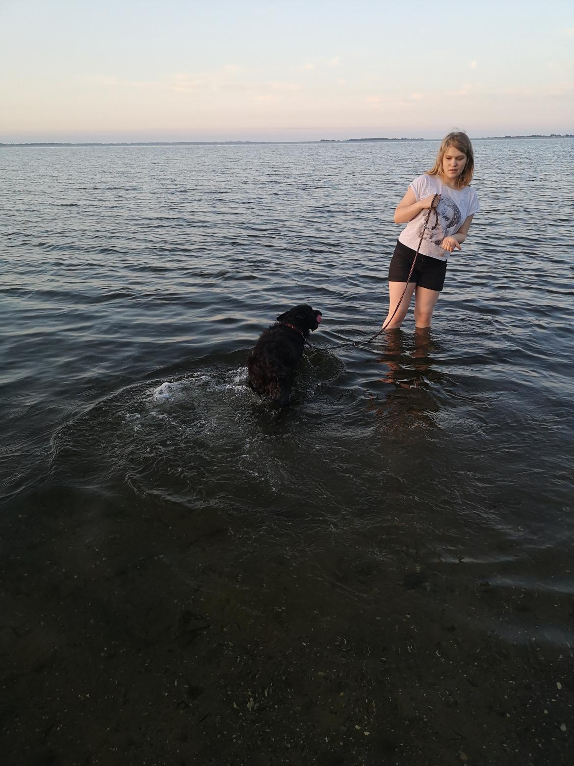 Blanding af racer Laika  billede 7