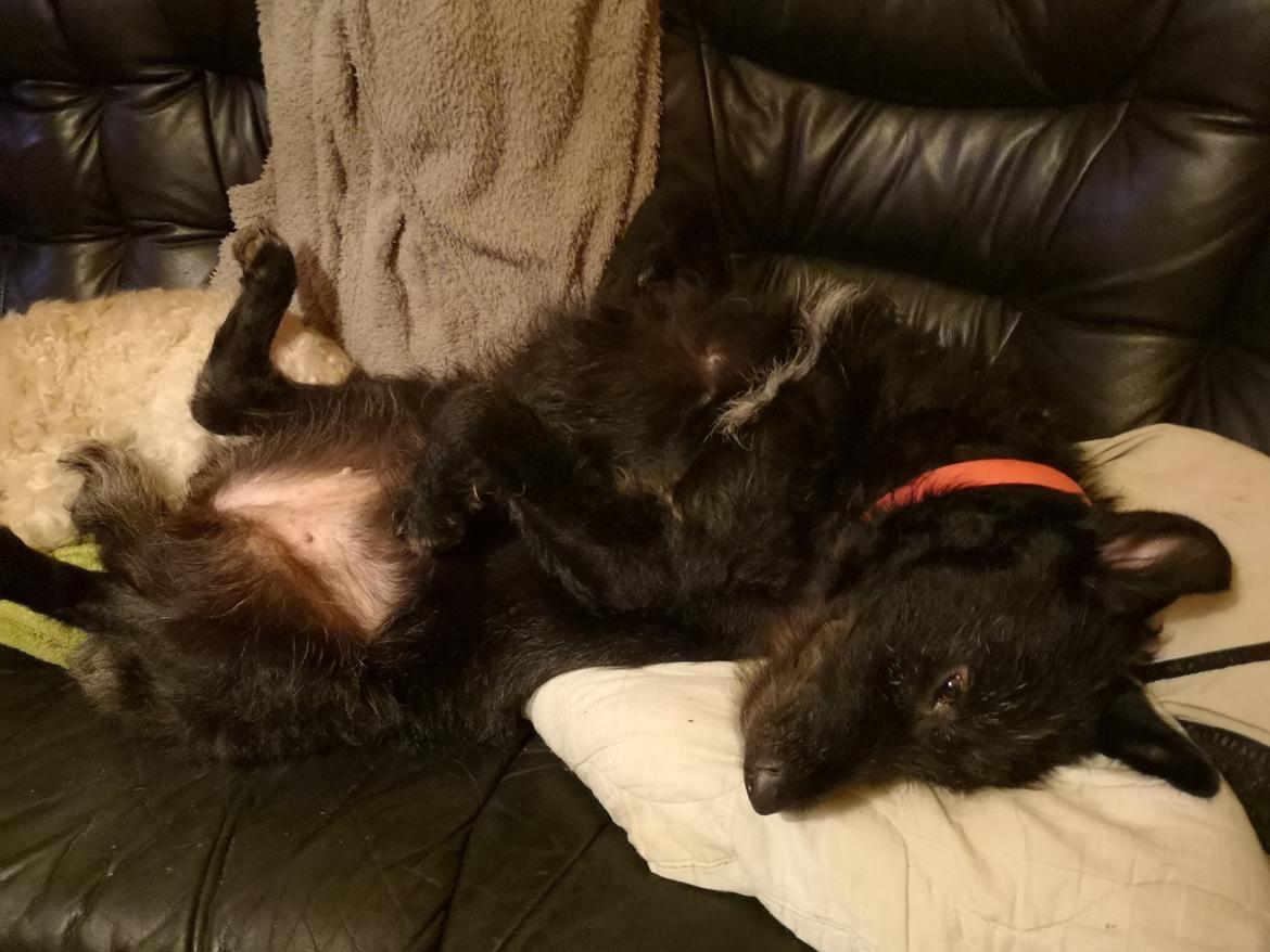 Blanding af racer Laika  billede 6