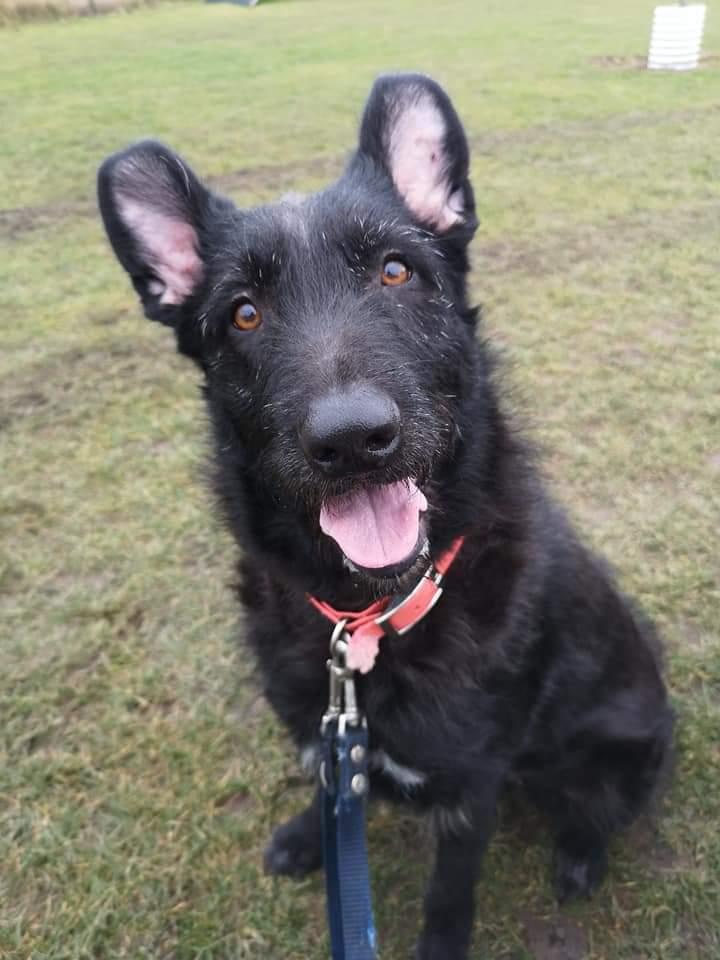 Blanding af racer Laika  billede 1