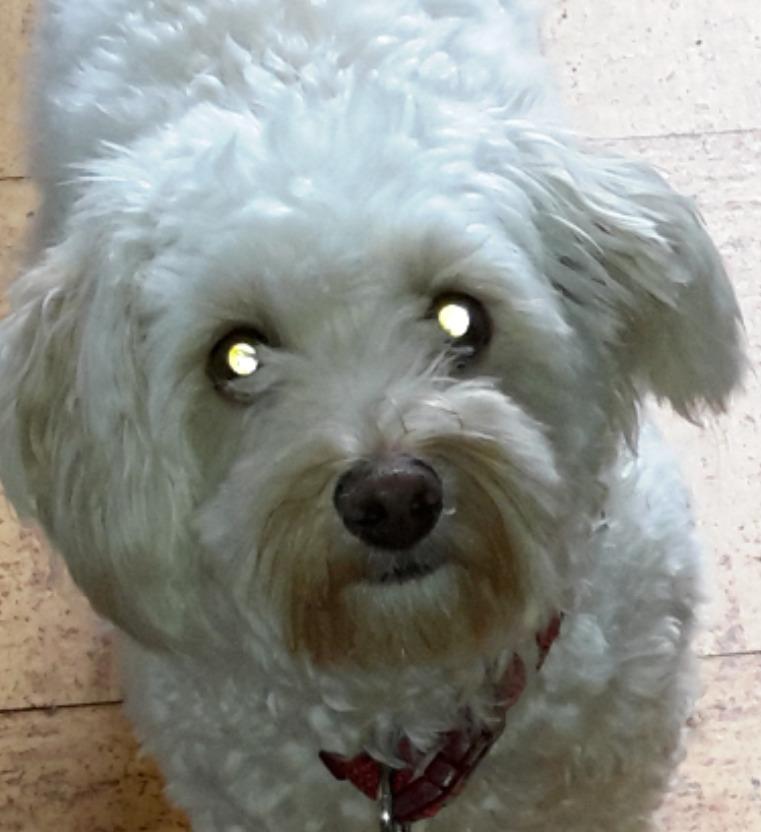 Malteser Liva billede 11