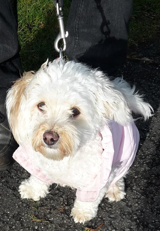 Malteser Liva billede 4