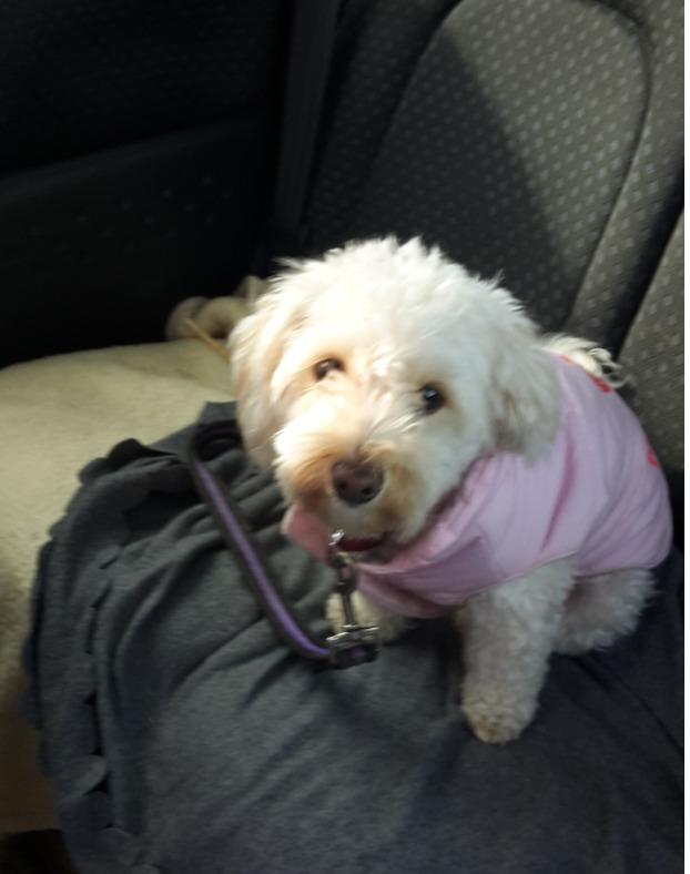 Malteser Liva billede 10