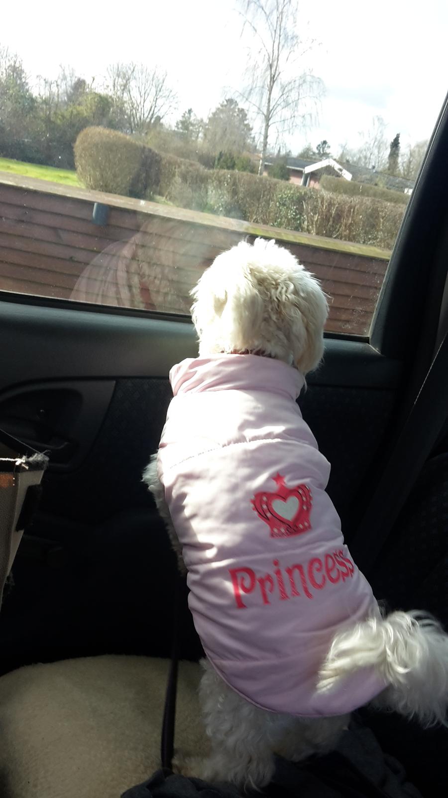 Malteser Liva billede 6