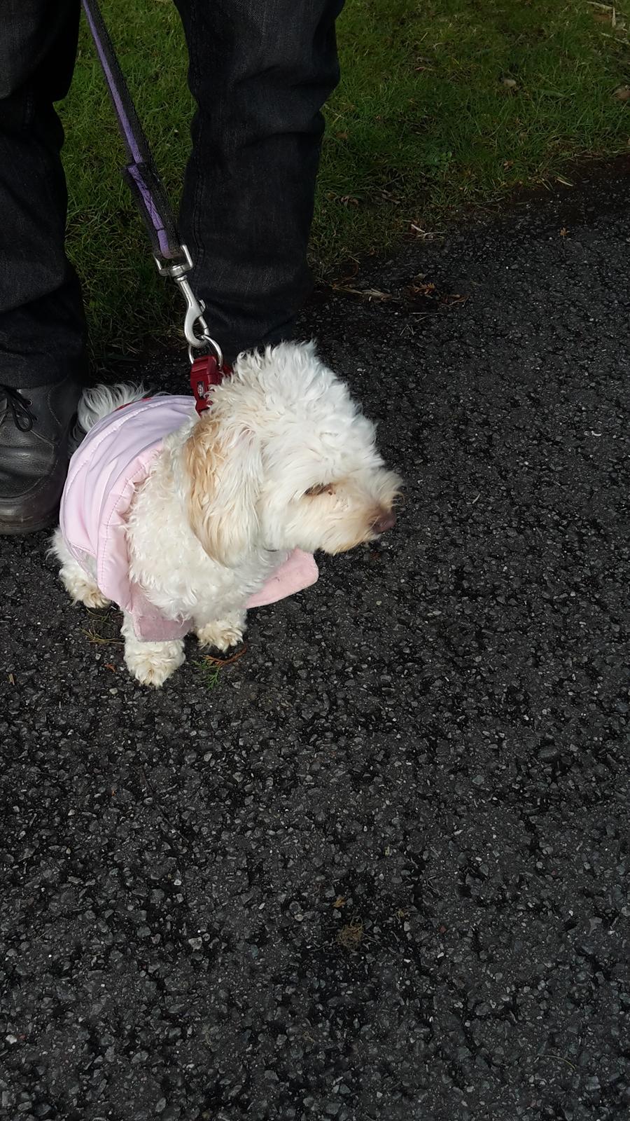 Malteser Liva billede 7