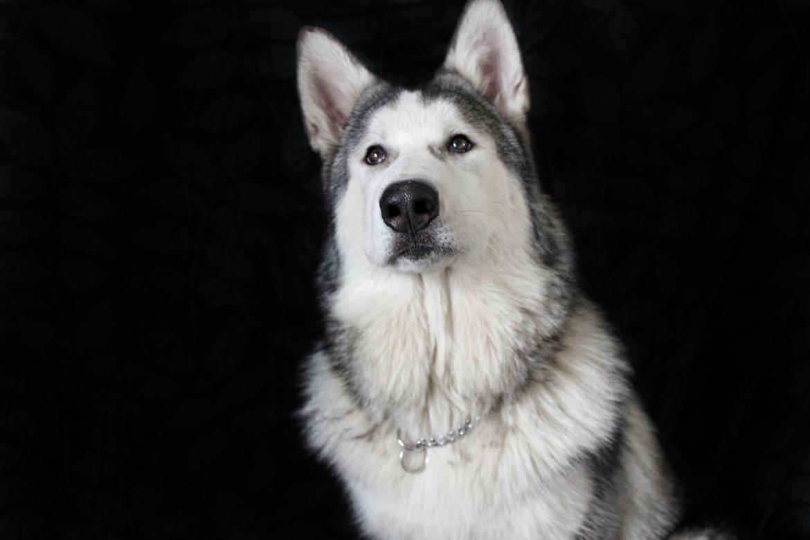 Blanding af racer Aslan billede 1