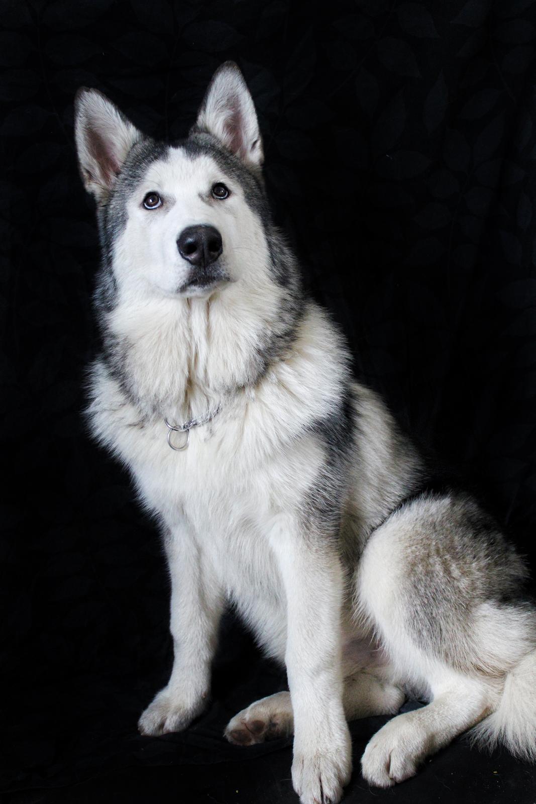 Blanding af racer Aslan billede 2