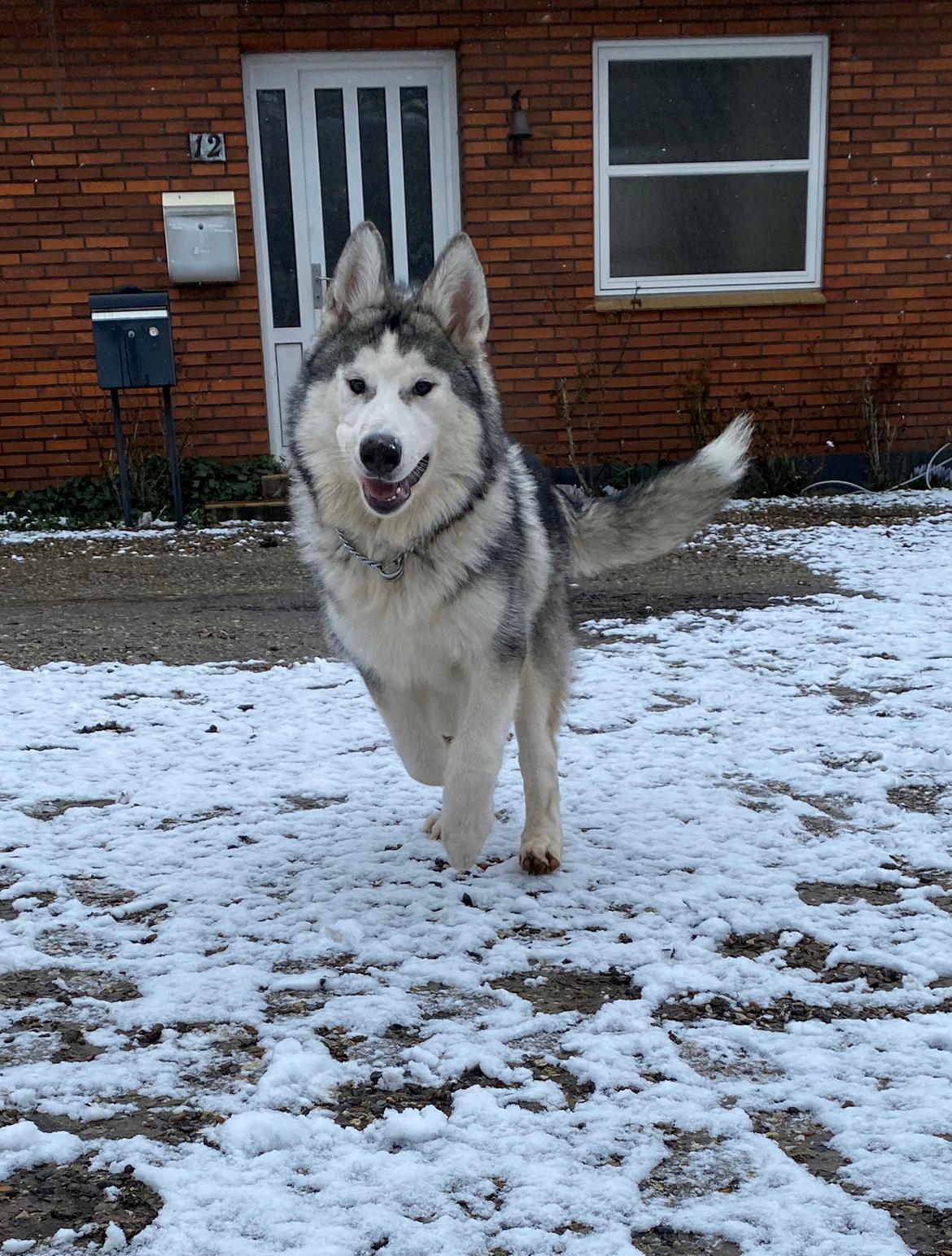 Blanding af racer Aslan billede 12