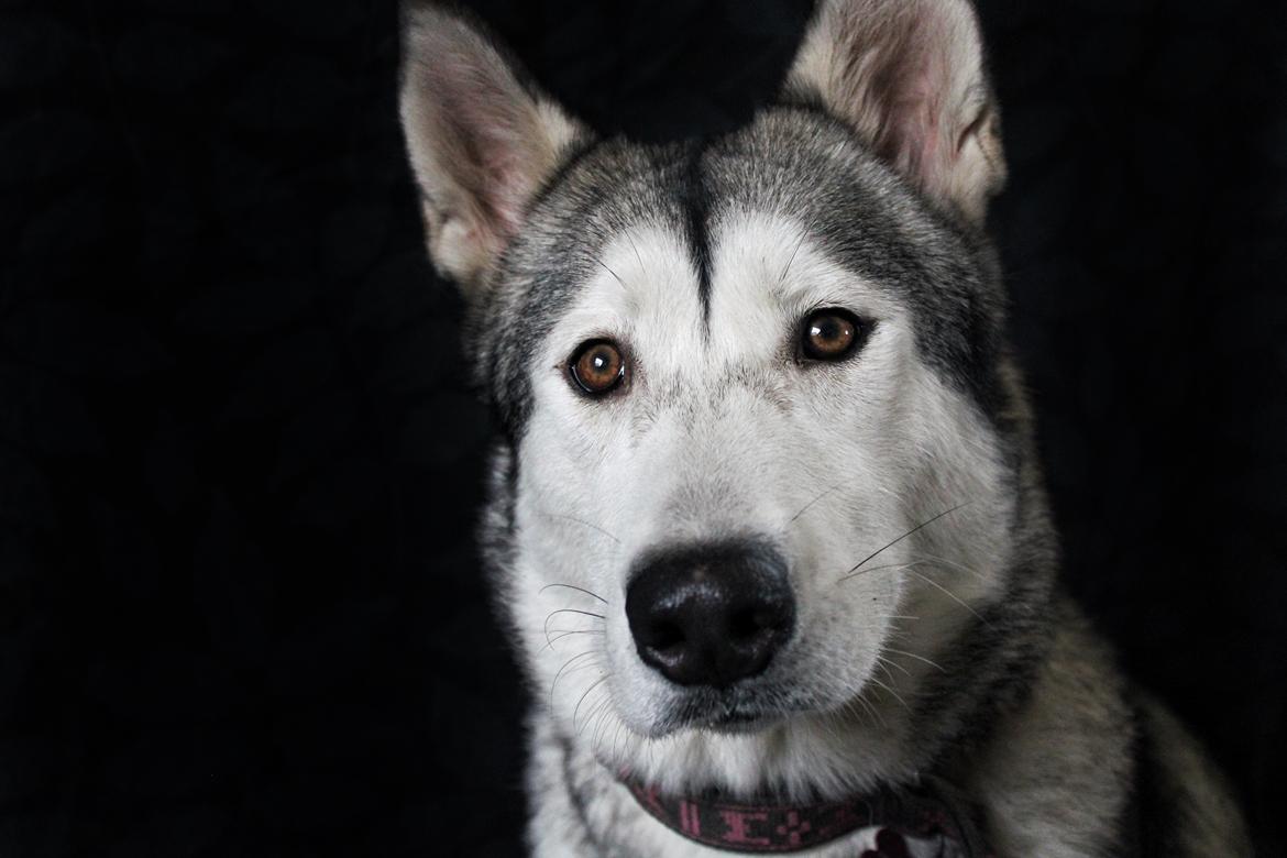 Siberian husky Kira billede 1