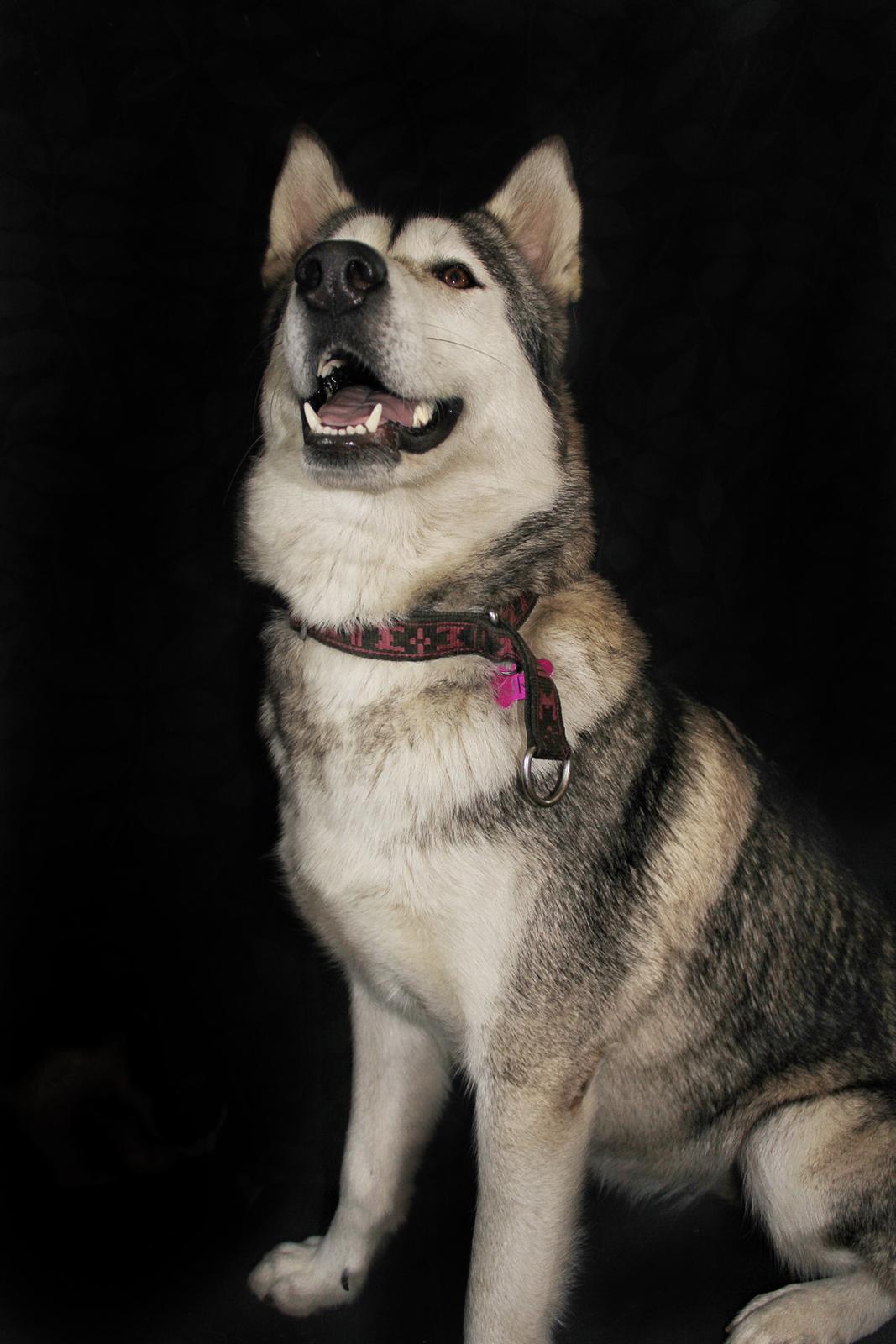 Siberian husky Kira billede 6