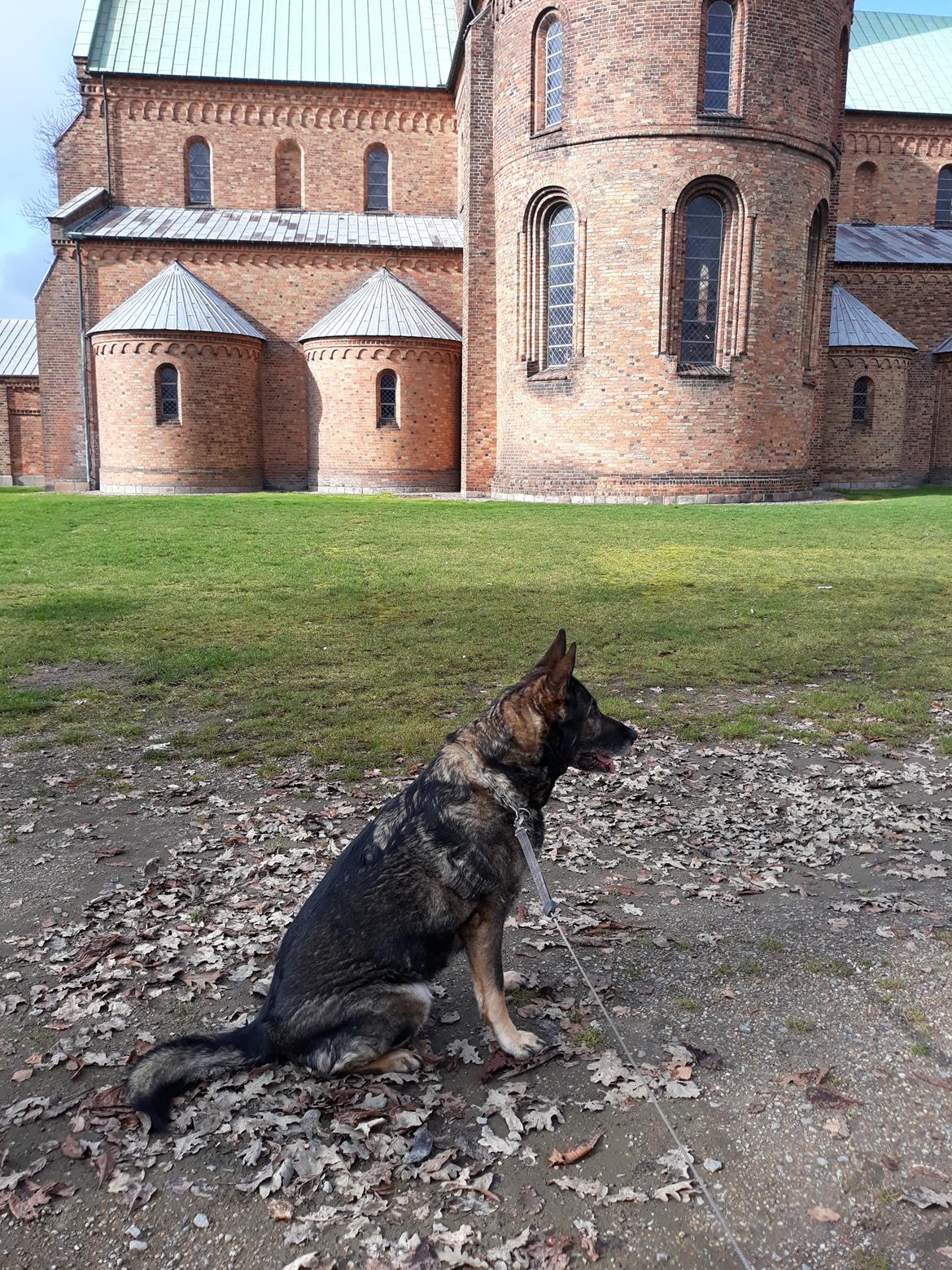 Schæferhund Sportshund Gipsi. (Gipsi). billede 22
