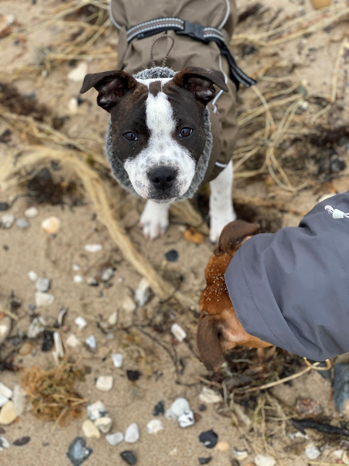 Staffordshire bull terrier Pure Ecstasy of Stafford Edition Aka. Zola billede 20