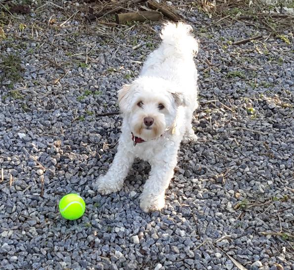 Malteser Liva billede 2