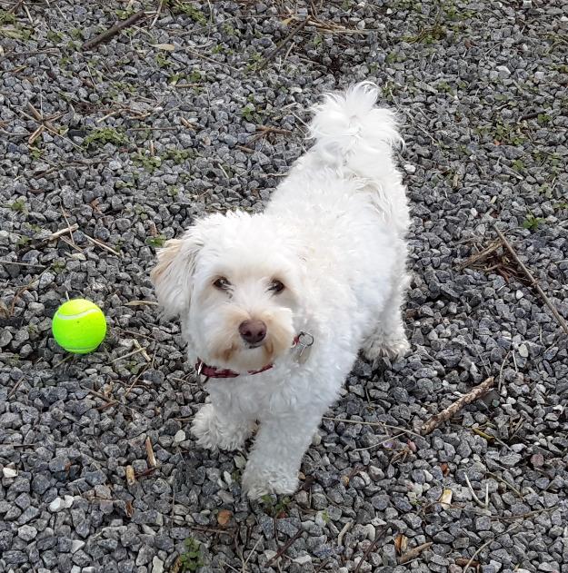 Malteser Liva billede 5