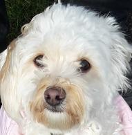 Malteser Liva billede 3