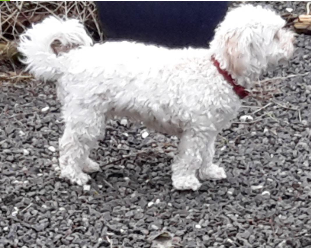 Malteser Liva billede 8