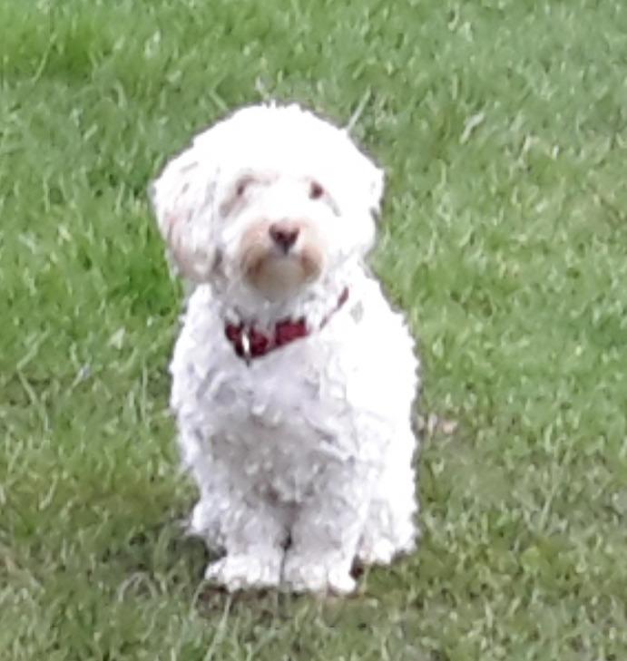 Malteser Liva billede 9