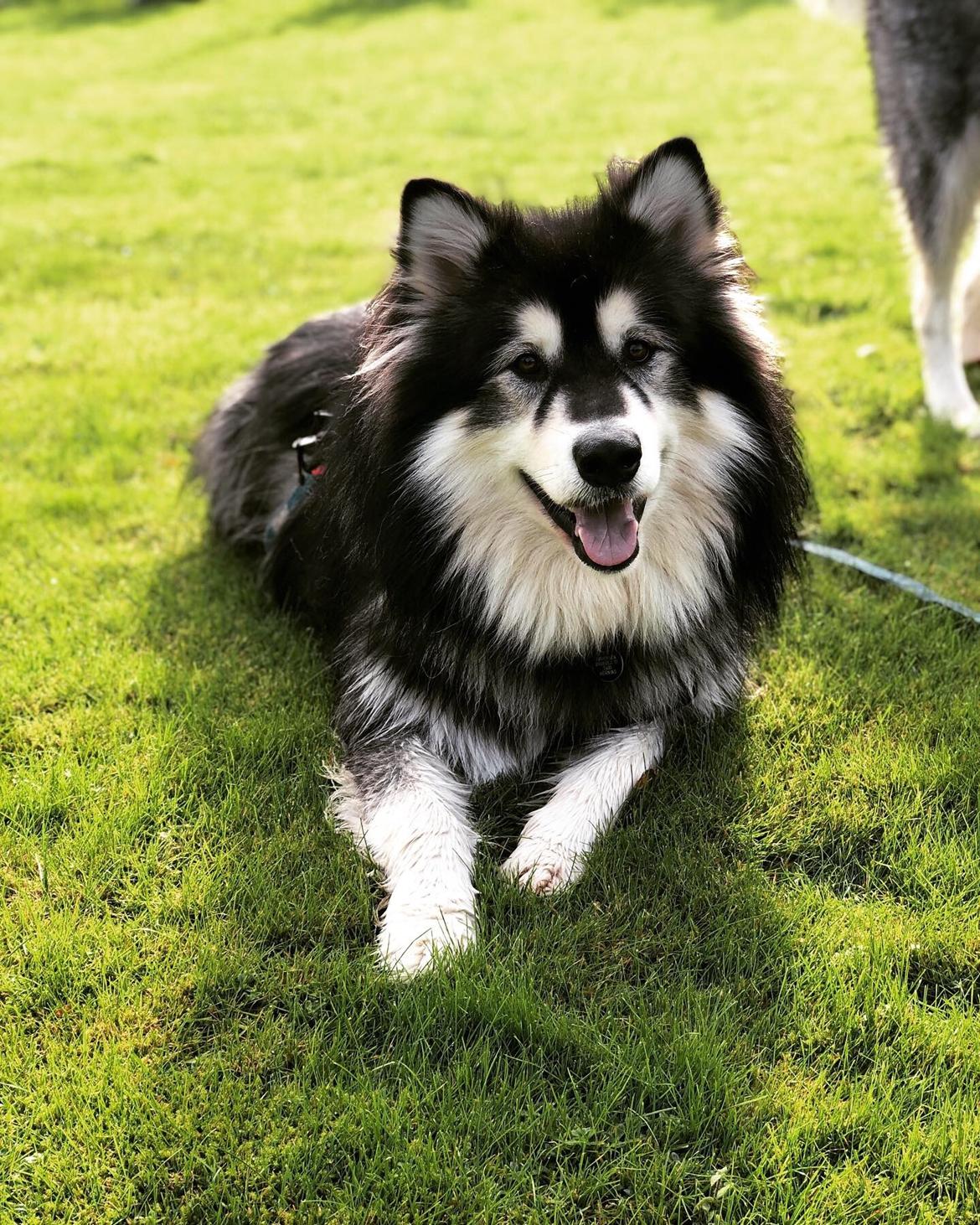 Alaskan malamute Aslan  billede 2