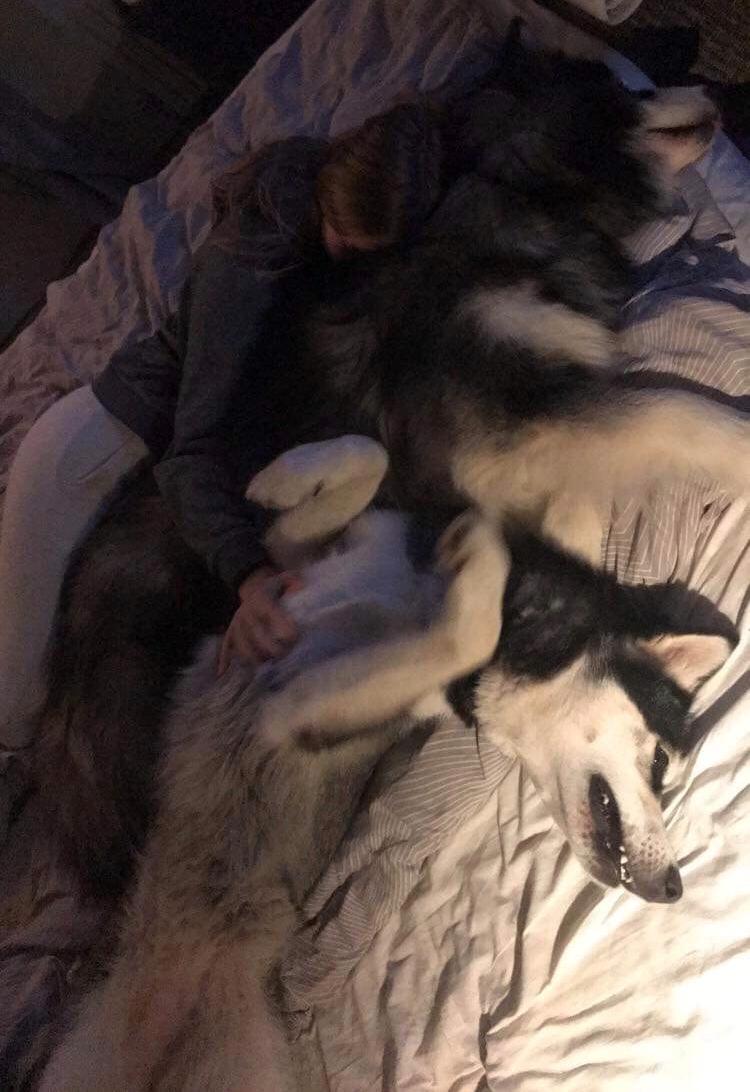 Alaskan malamute Aslan  billede 5