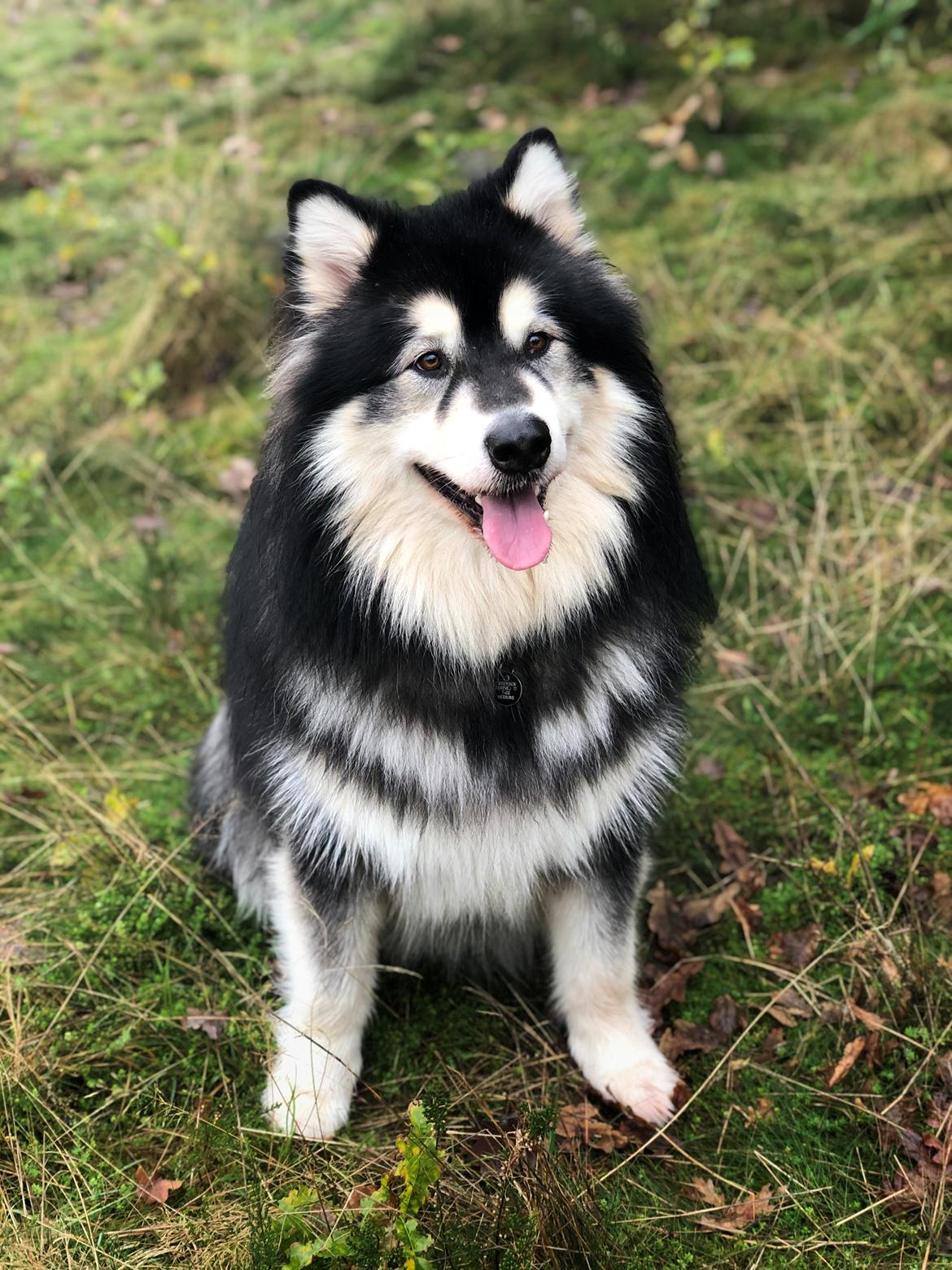 Alaskan malamute Aslan  billede 6