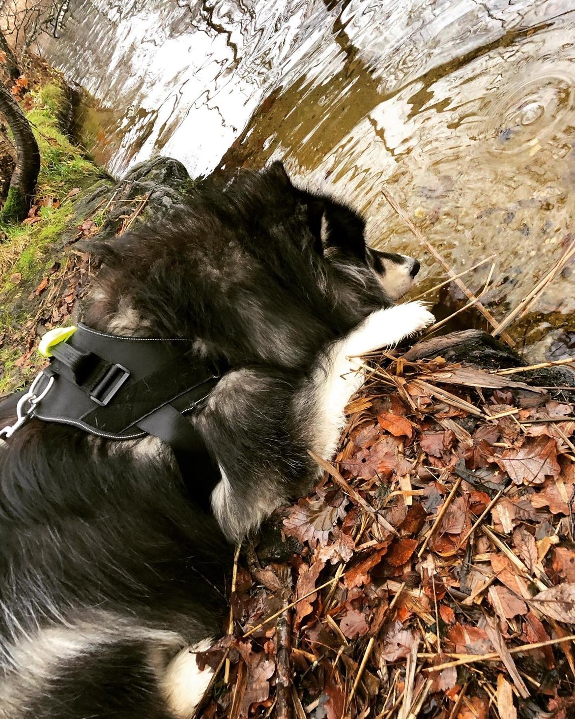 Alaskan malamute Aslan  billede 8