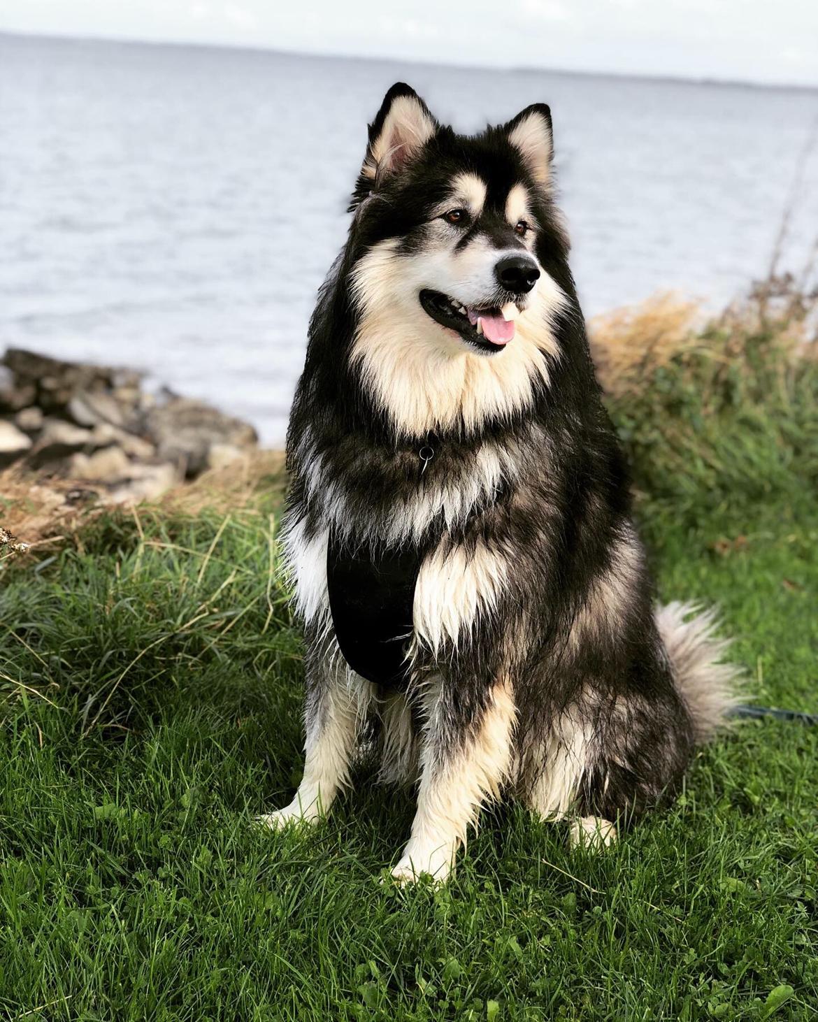 Alaskan malamute Aslan  billede 1