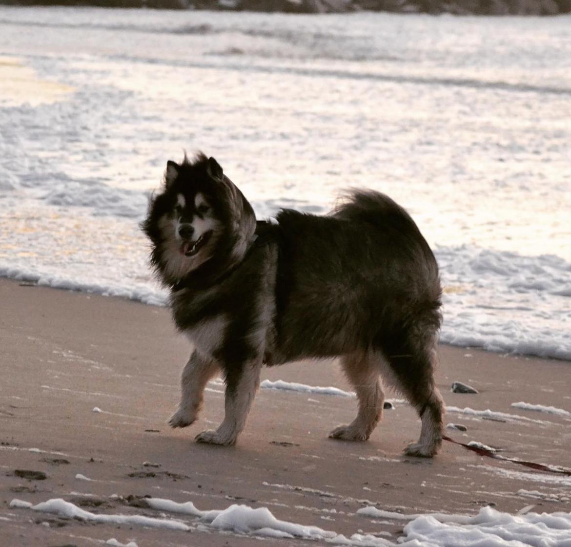 Alaskan malamute Aslan  billede 10