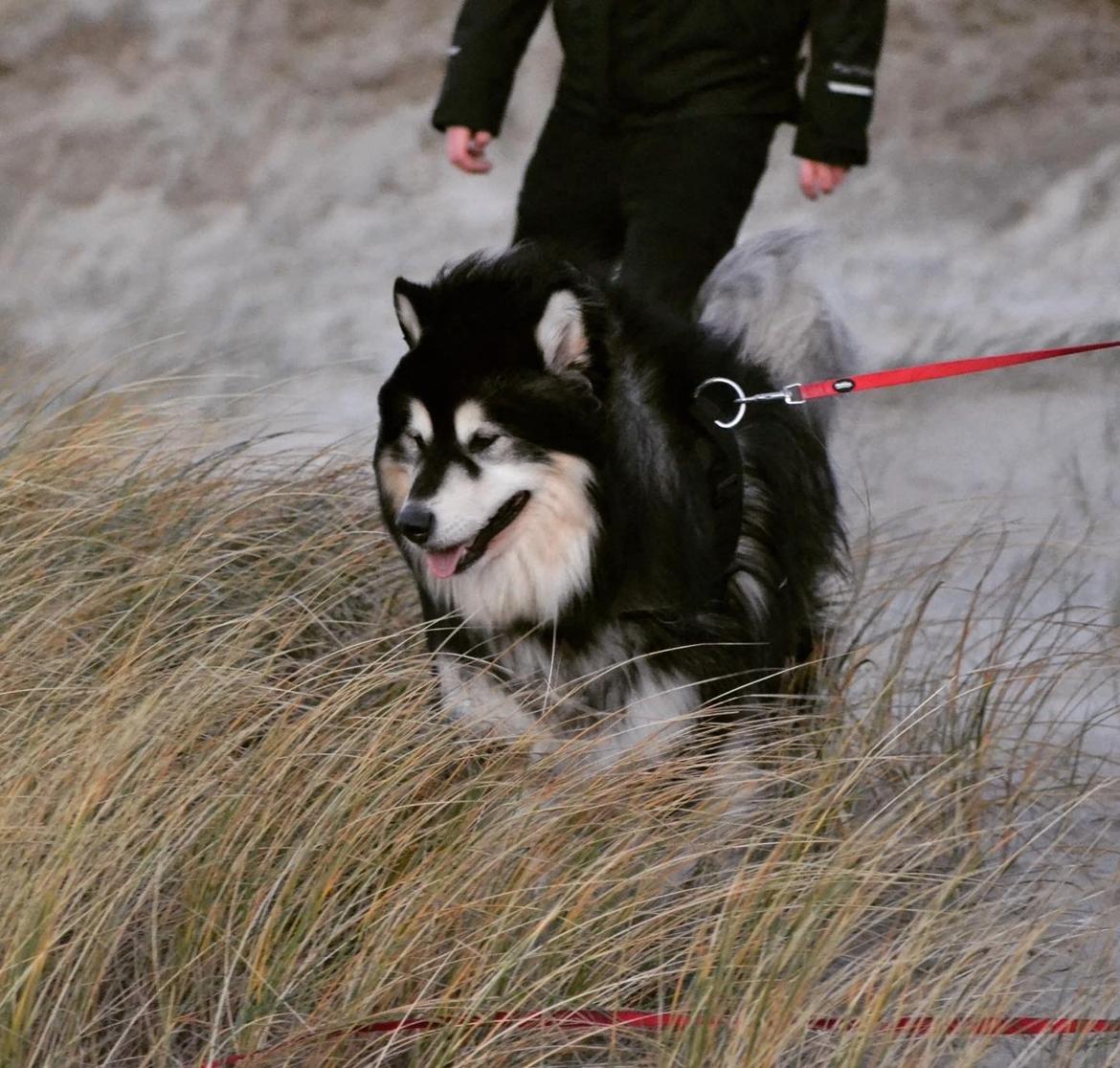 Alaskan malamute Aslan  billede 11