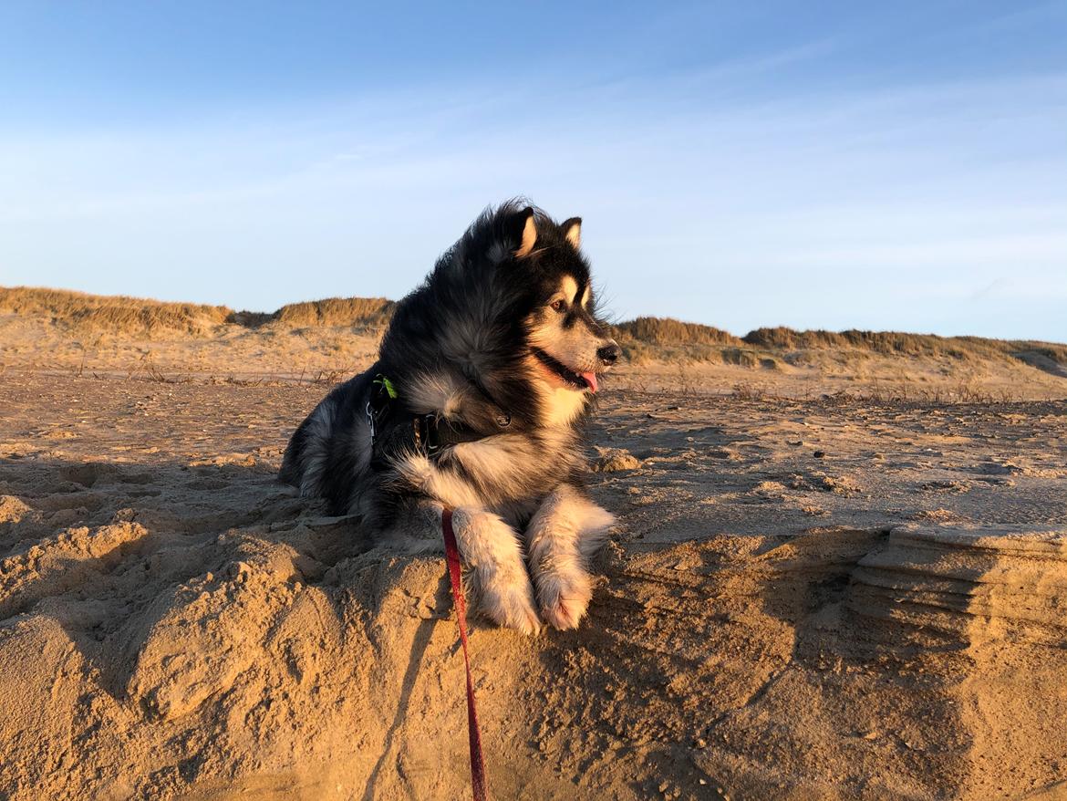 Alaskan malamute Aslan  billede 12