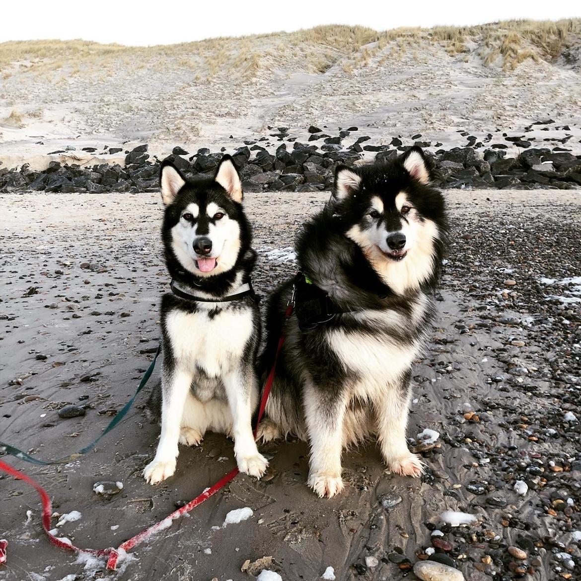 Alaskan malamute Aslan  billede 13