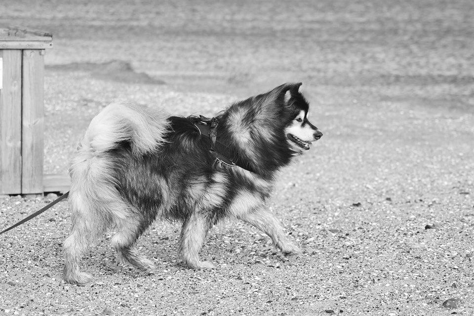 Alaskan malamute Aslan  billede 15