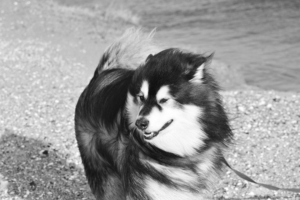 Alaskan malamute Aslan  billede 16