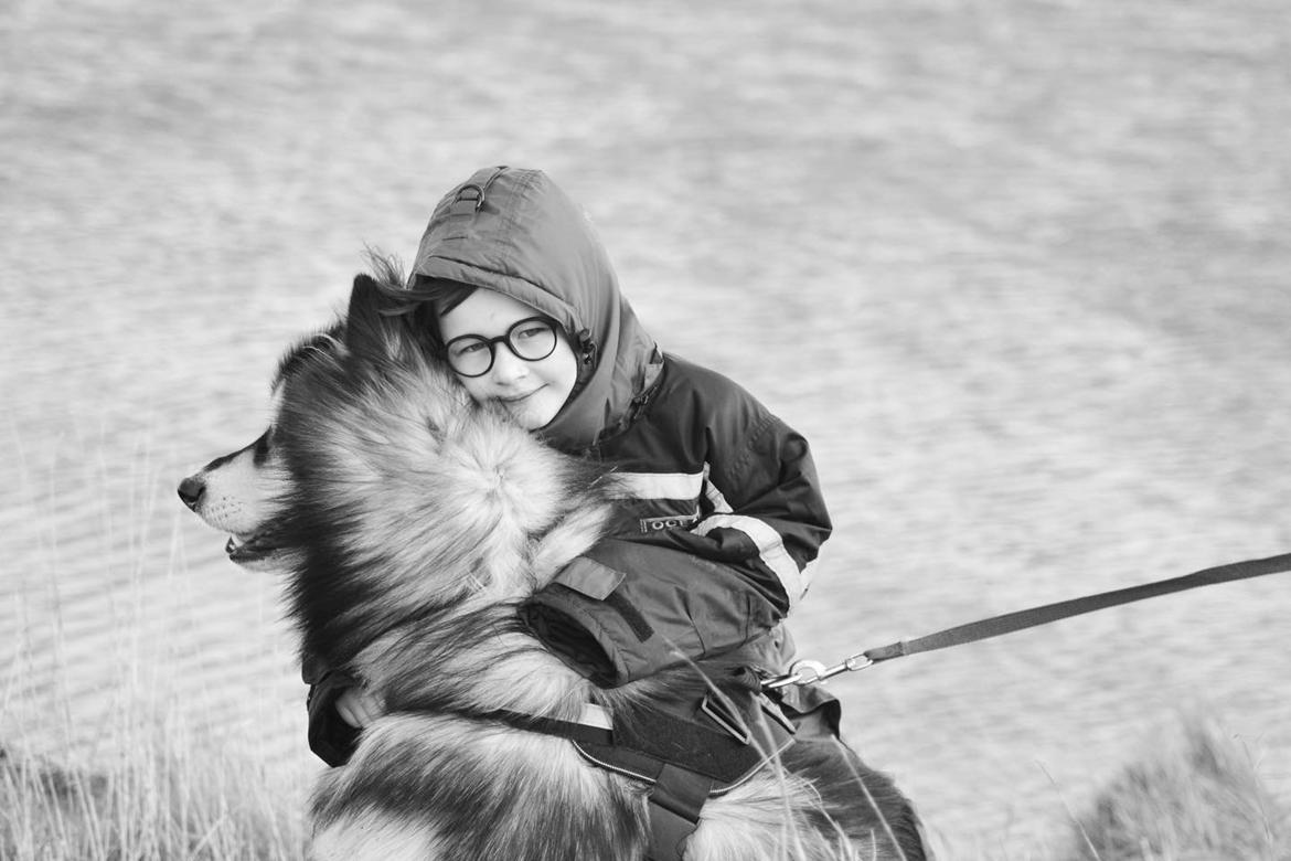 Alaskan malamute Aslan  billede 17