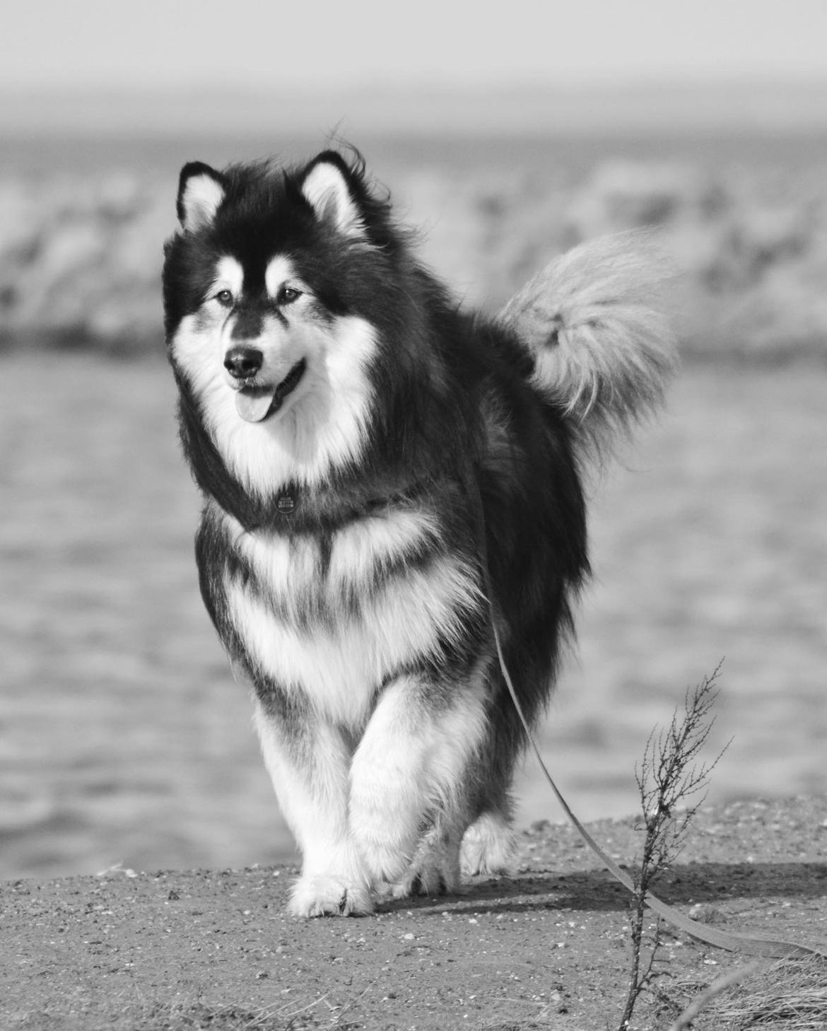 Alaskan malamute Aslan  billede 19