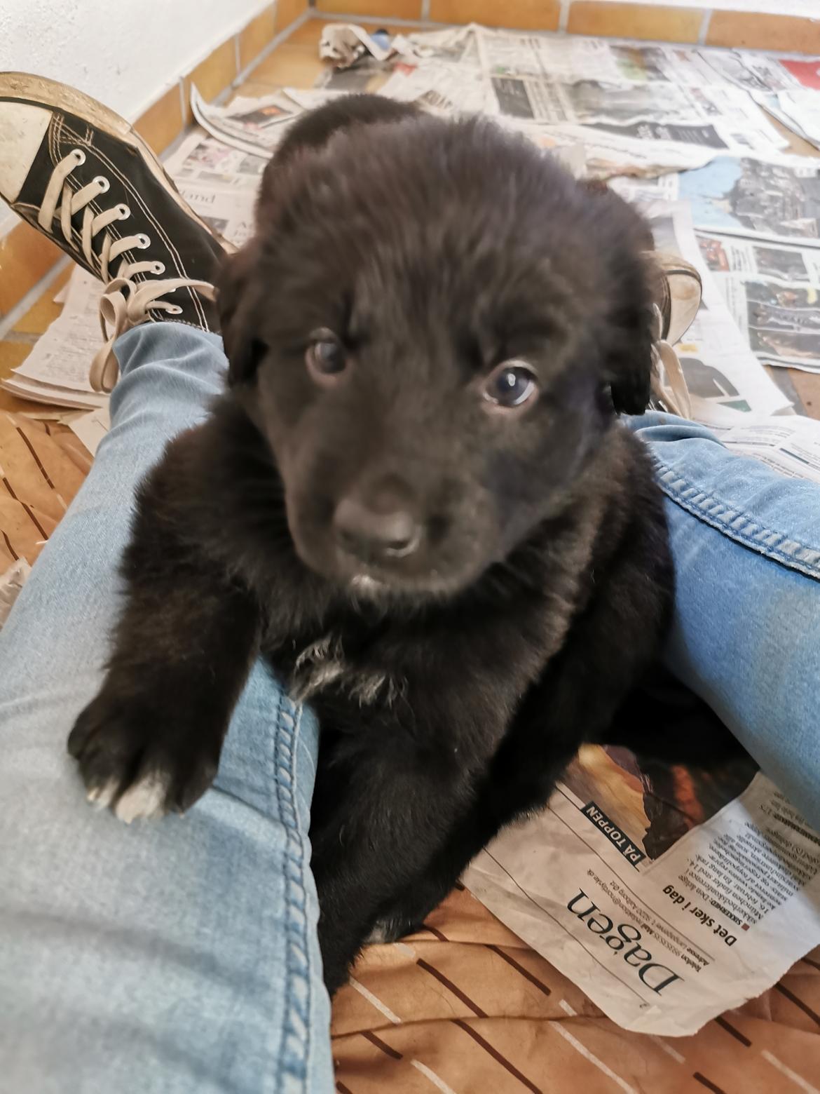 Blanding af racer Eros solgt  billede 1