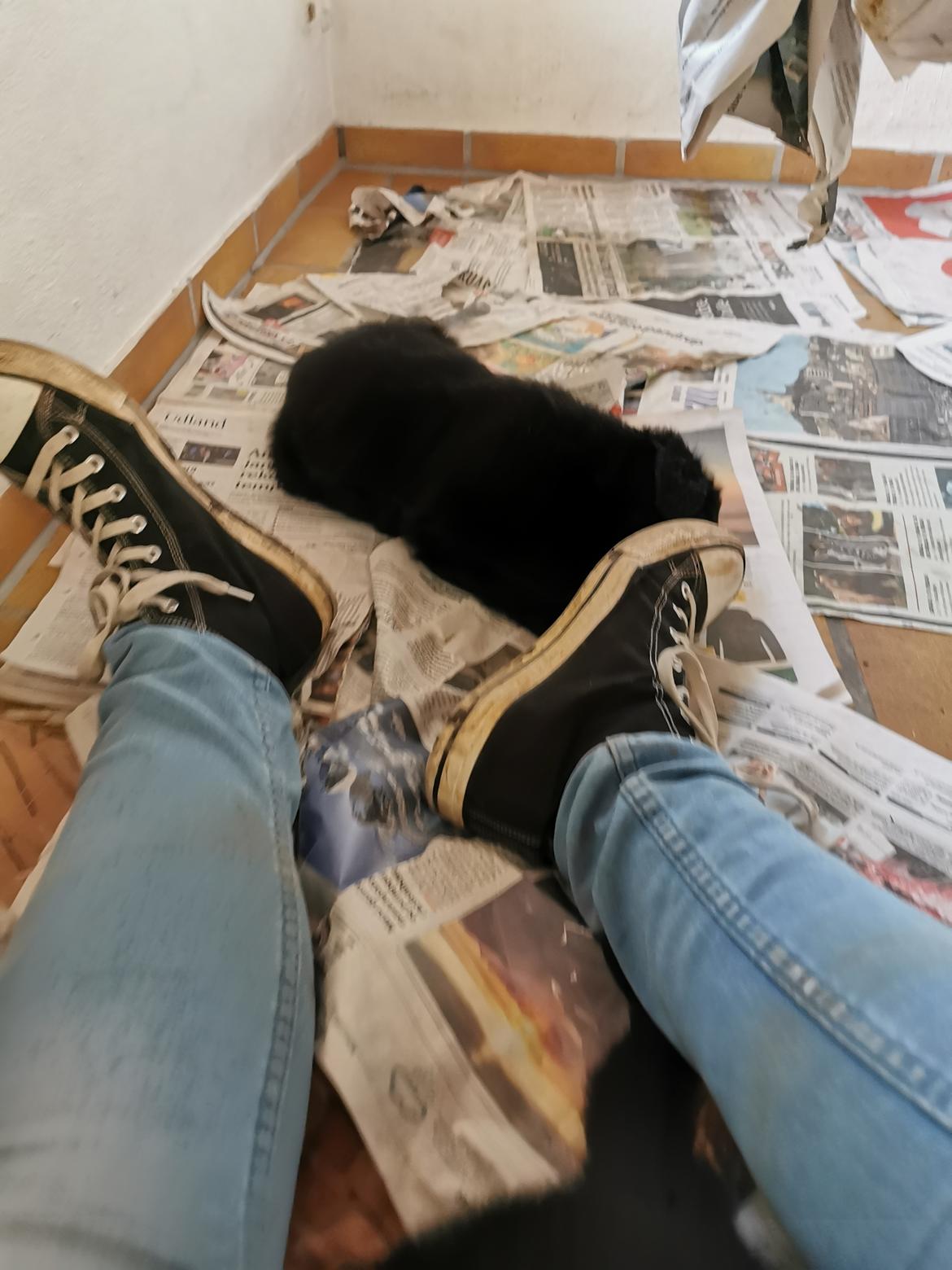 Blanding af racer Eros solgt  billede 3