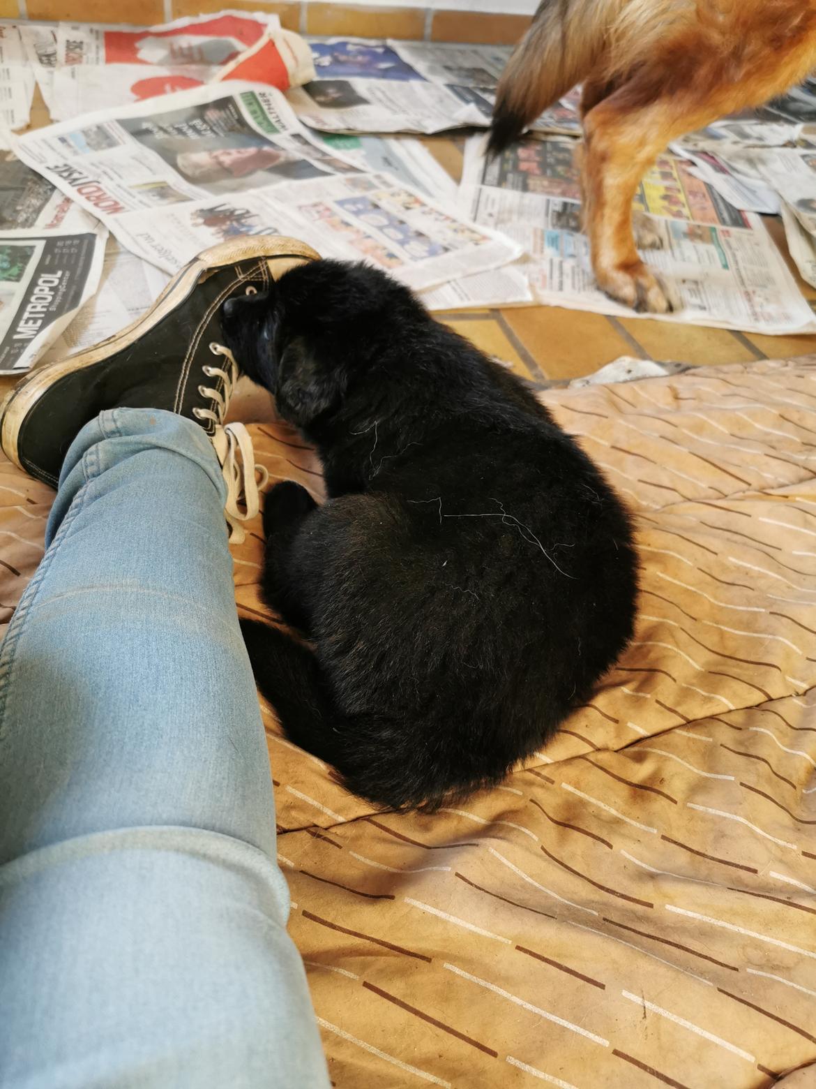 Blanding af racer Eros solgt  billede 2