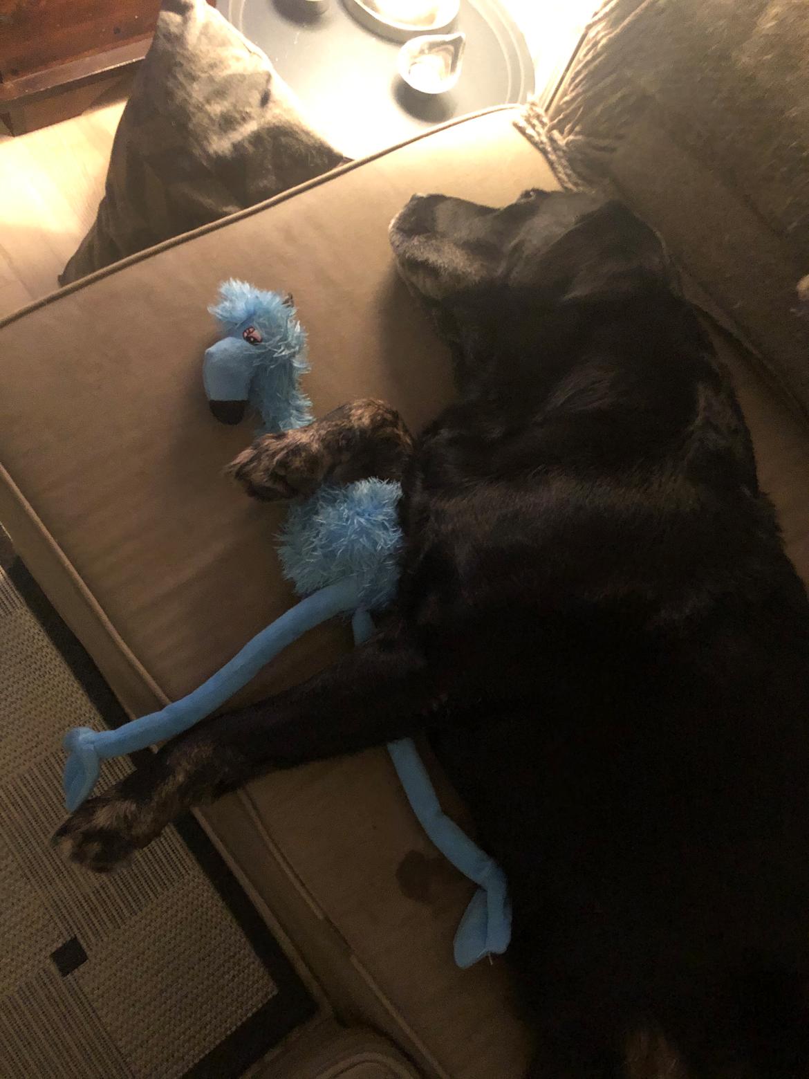 Blanding af racer Bane (*Bain*) billede 5