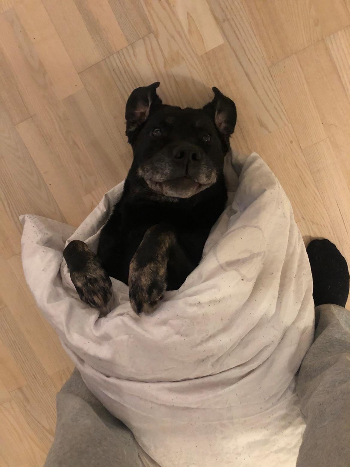 Blanding af racer Bane (*Bain*) billede 6