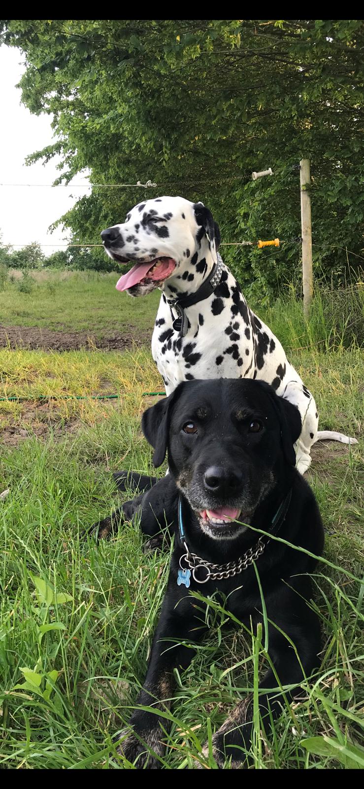 Blanding af racer Bane (*Bain*) billede 9