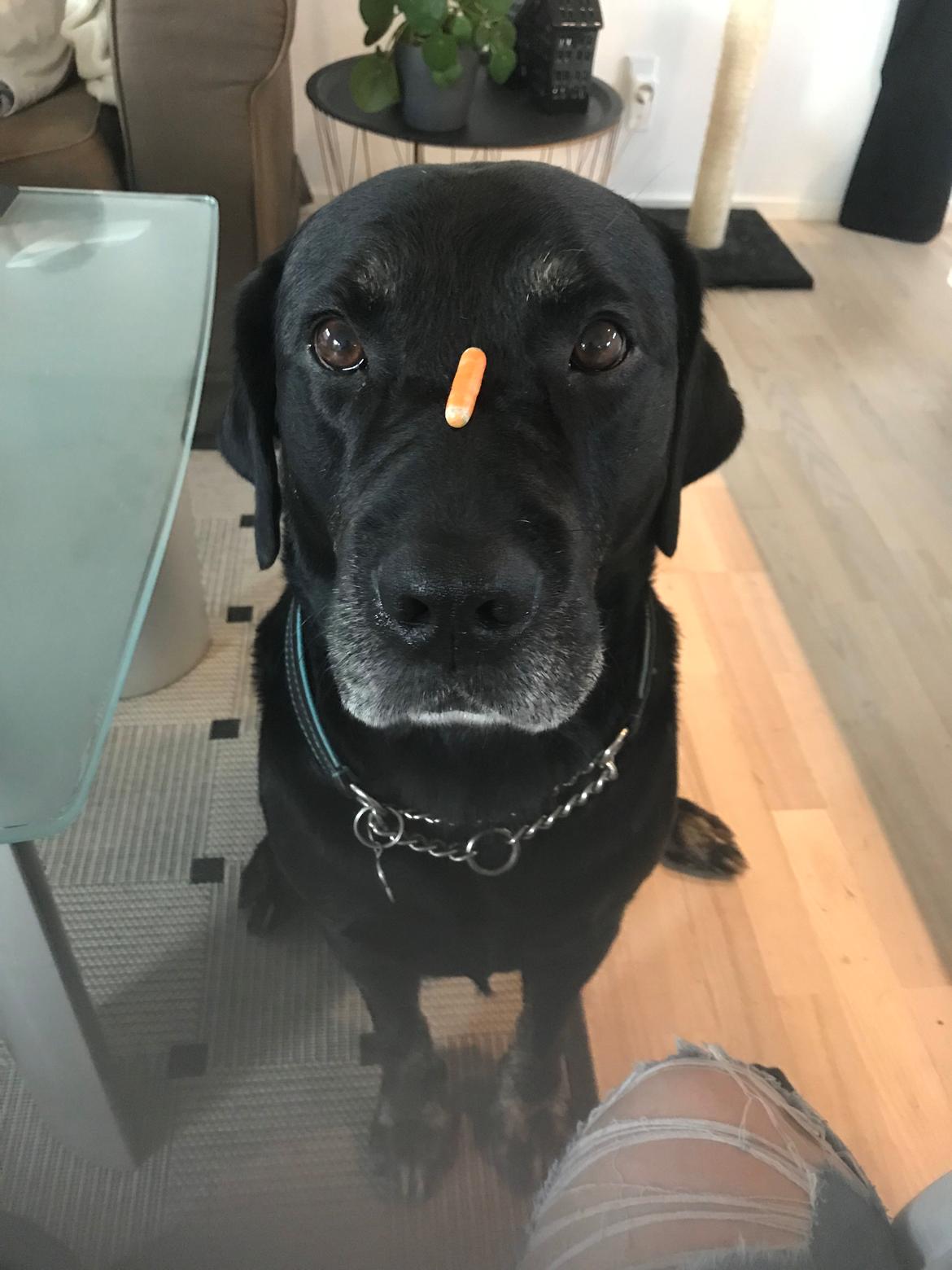 Blanding af racer Bane (*Bain*) billede 10