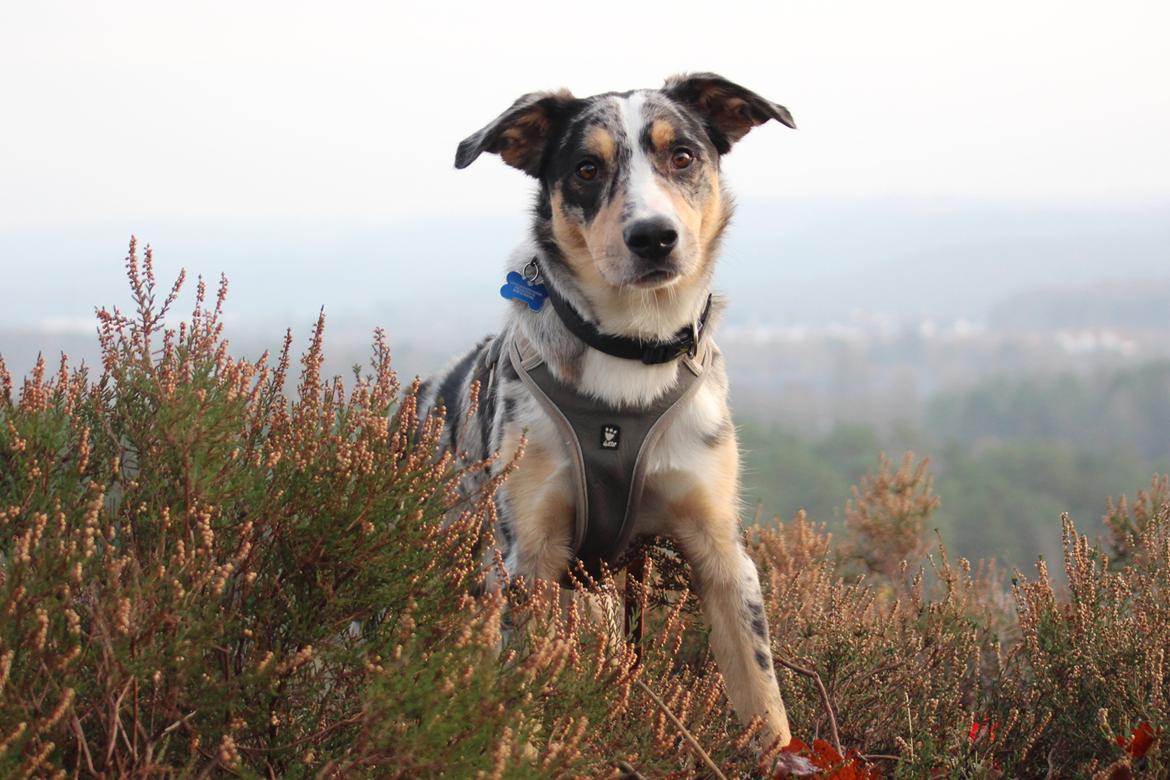 Border collie Kaos (Offish Alkyra) billede 1