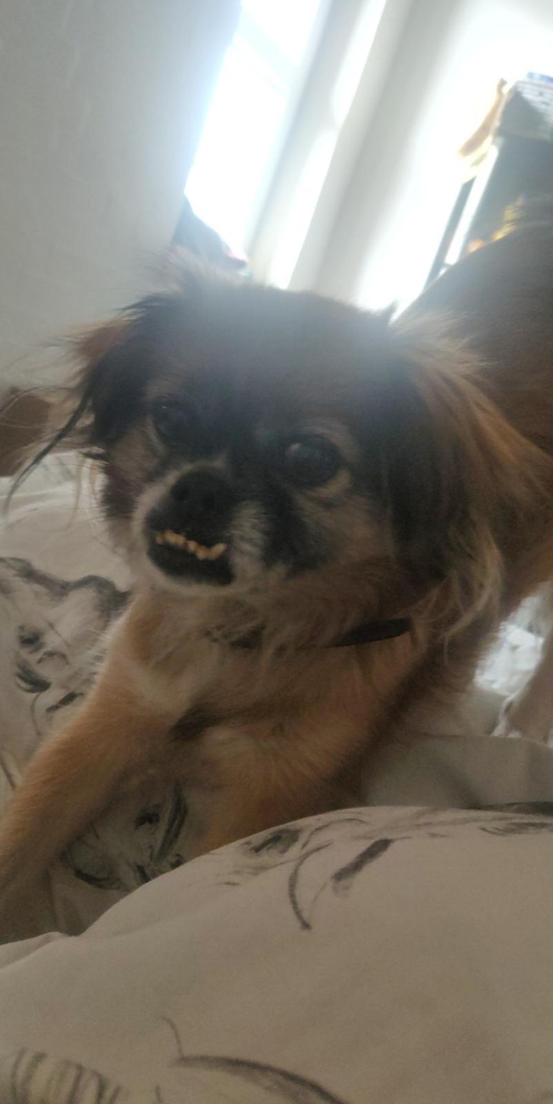 Blanding af racer Jessie billede 1