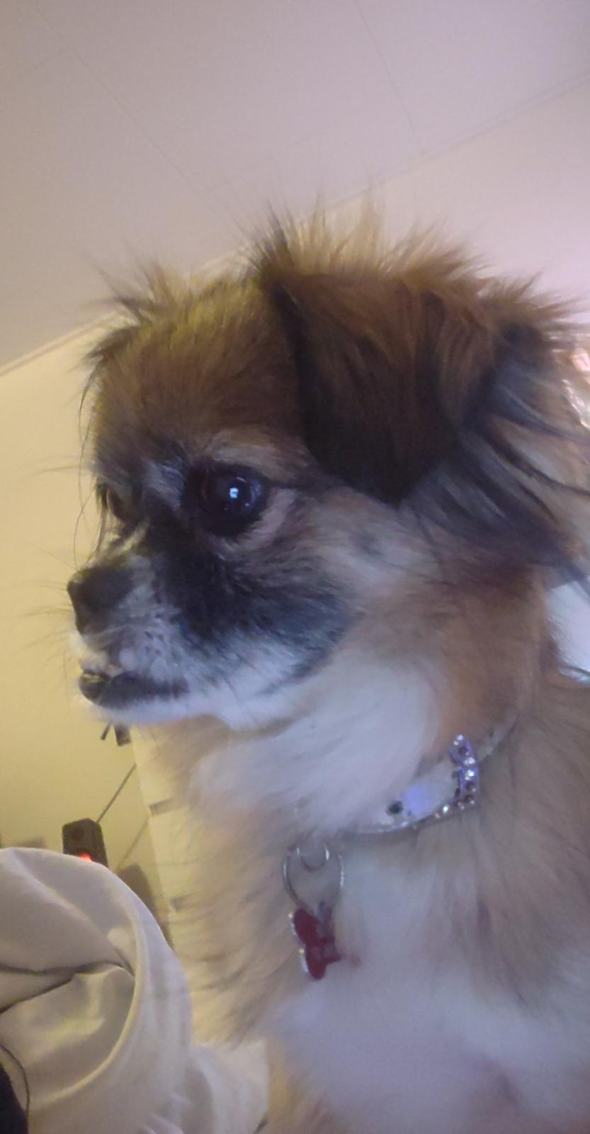 Blanding af racer Jessie billede 2