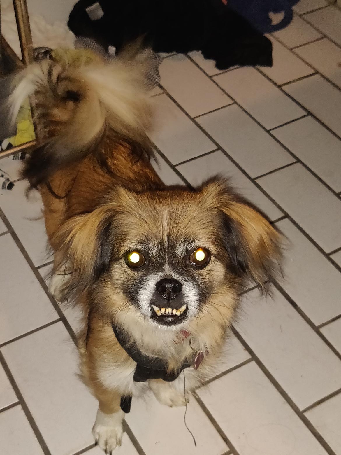 Blanding af racer Jessie billede 3