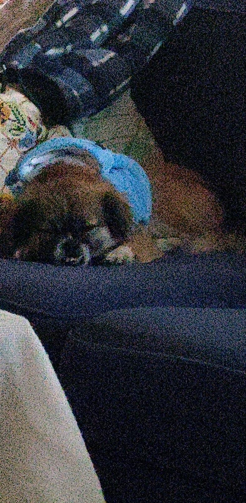 Blanding af racer Jessie billede 4