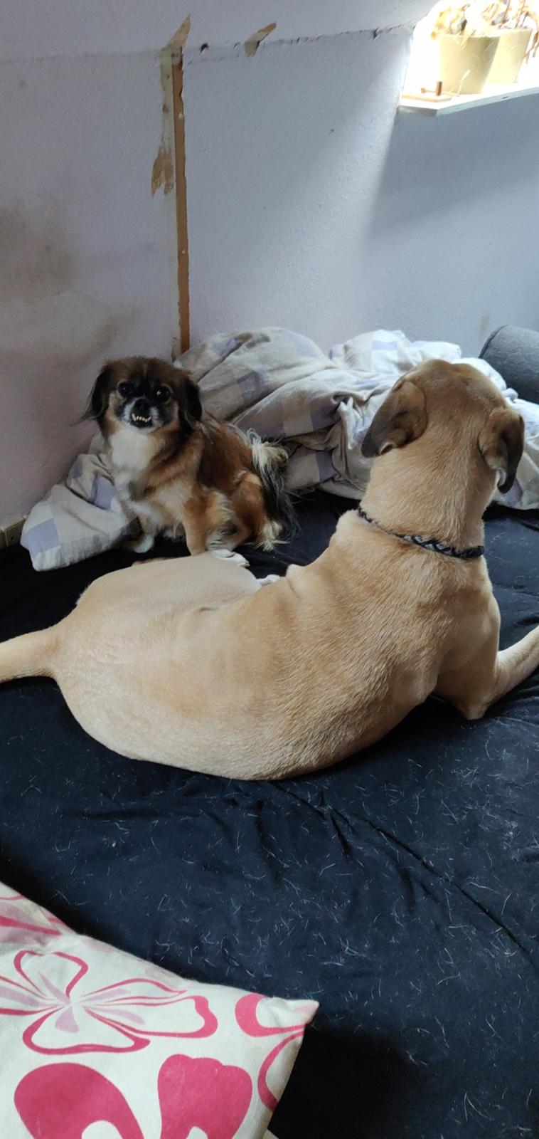 Blanding af racer Jessie billede 5