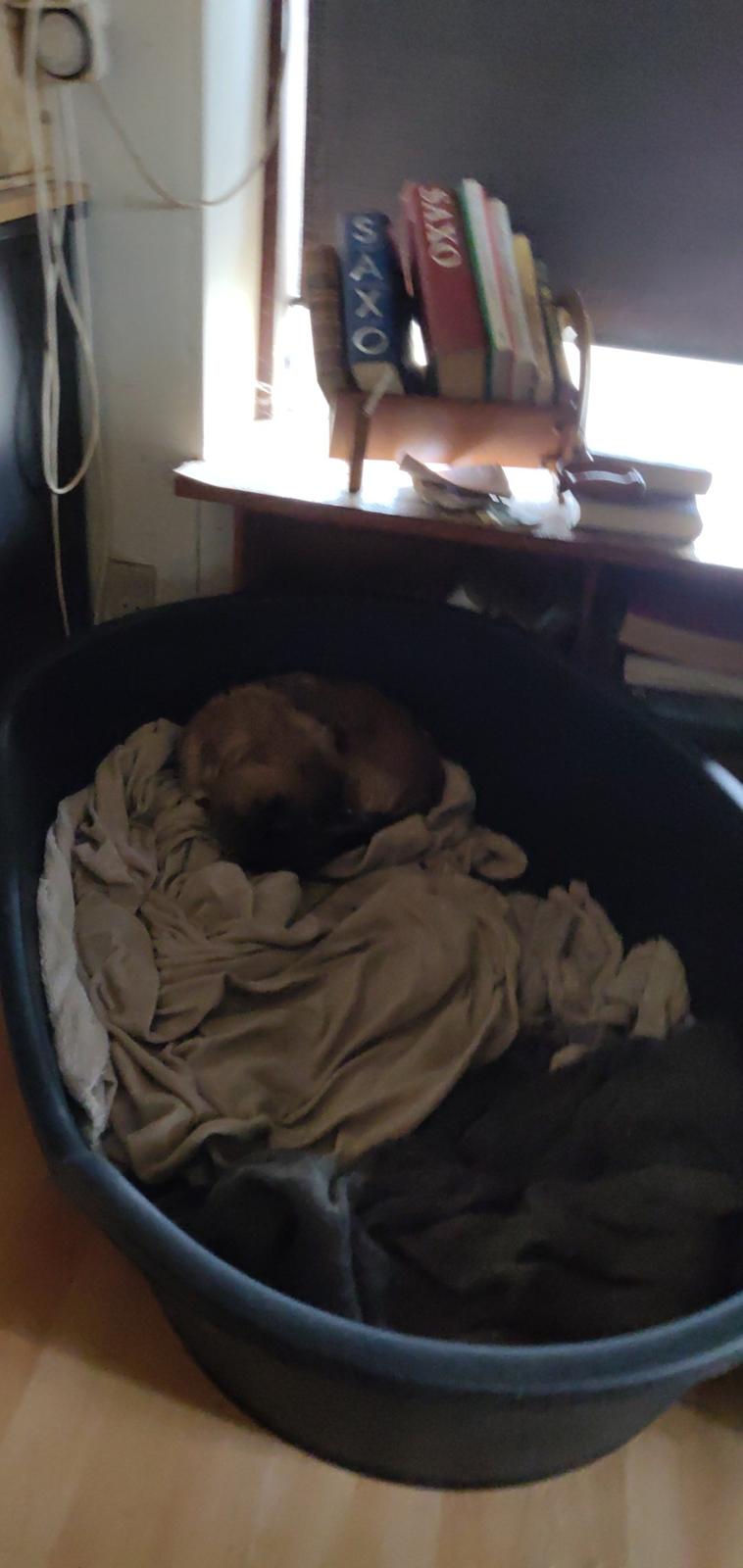 Blanding af racer Jessie billede 6