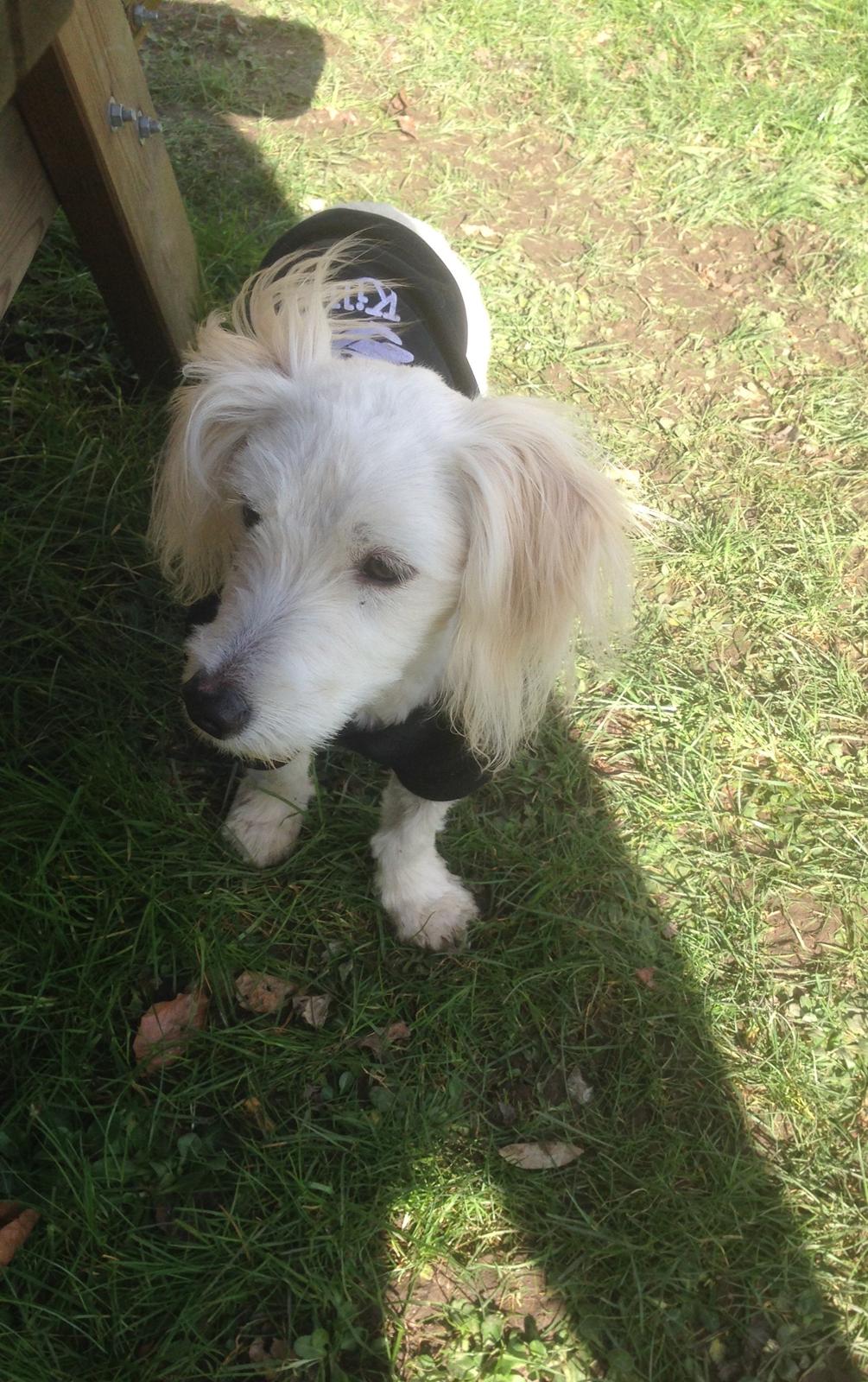 Blanding af racer Luna billede 10